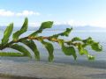 Potamogeton perfoliatus